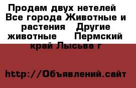 Продам двух нетелей - Все города Животные и растения » Другие животные   . Пермский край,Лысьва г.